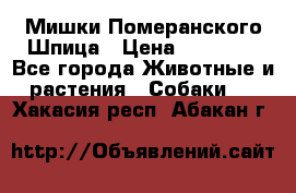 Мишки Померанского Шпица › Цена ­ 60 000 - Все города Животные и растения » Собаки   . Хакасия респ.,Абакан г.